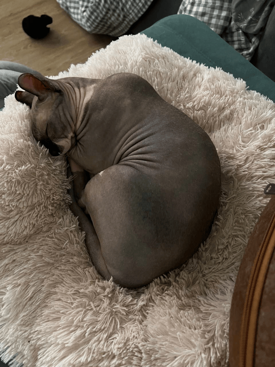 55ef6421-f8c2-4004-a431-cdc51438f13c-optimised